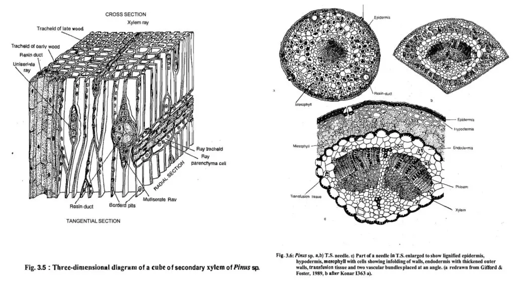 Vegetative structures of pinus