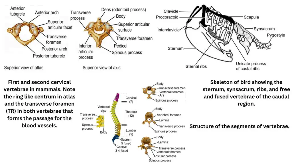 Vertebral column of vertebrates 