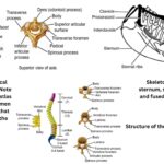 Vertebral column of vertebrates