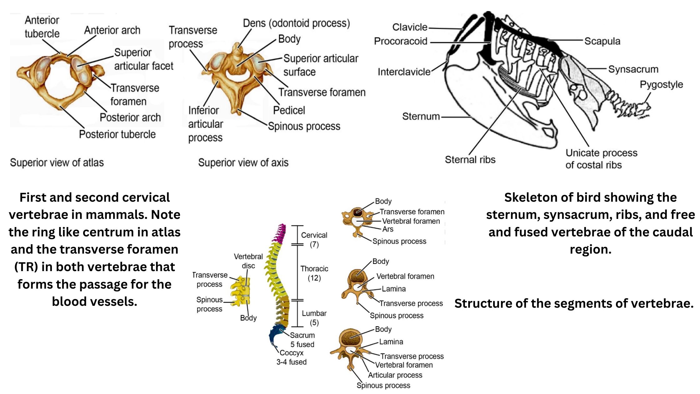 Vertebral column of vertebrates