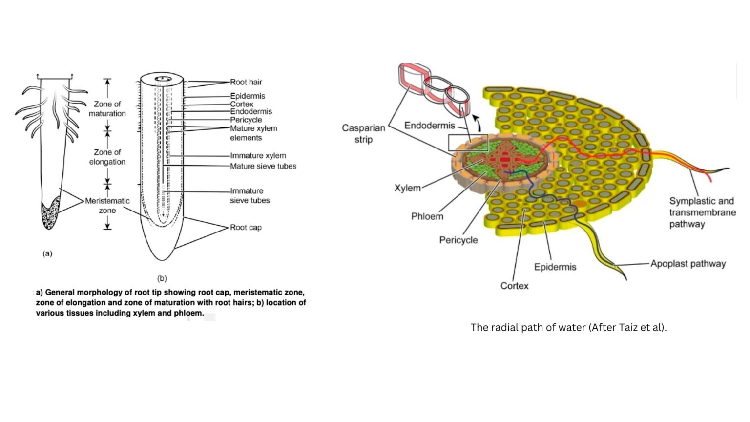 Water Transport Mechanism In Plants - Biology Notes Online