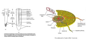 Water Transport Mechanism In Plants - Biology Notes Online