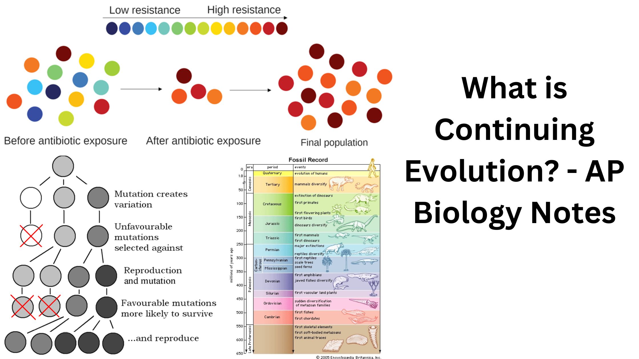 What is Continuing Evolution? - AP Biology Notes