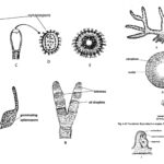 Xanthophyta - General characteristics, thallus organization, Occurrence, morphology and life-cycle of Vaucheria.