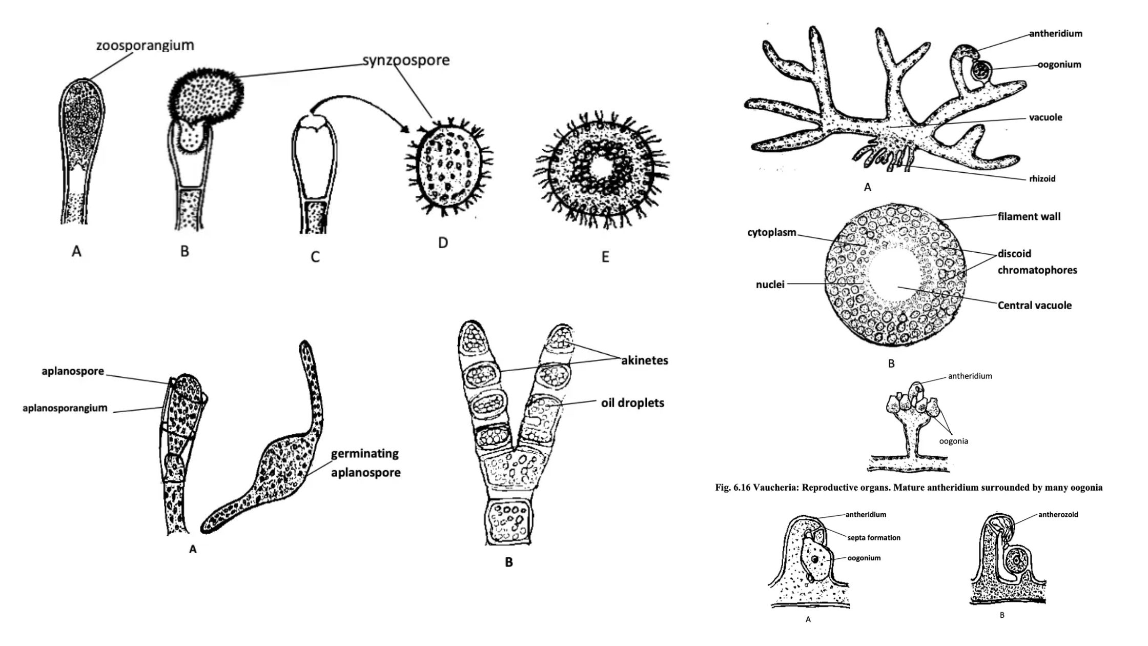 Xanthophyta - General characteristics, thallus organization, Occurrence, morphology and life-cycle of Vaucheria.