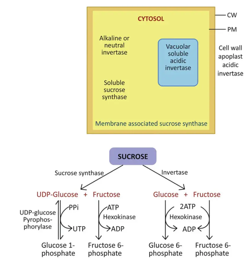 Sucrose is catabolized by either invertase or sucrose synthase (SS). 