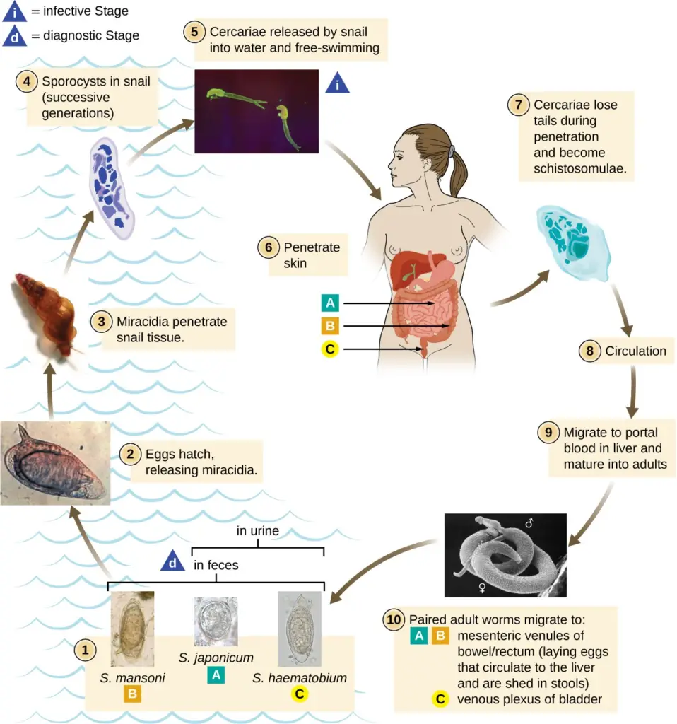 The life cycle of Schistosoma spp. includes several species of water snails, which serve as secondary hosts. 