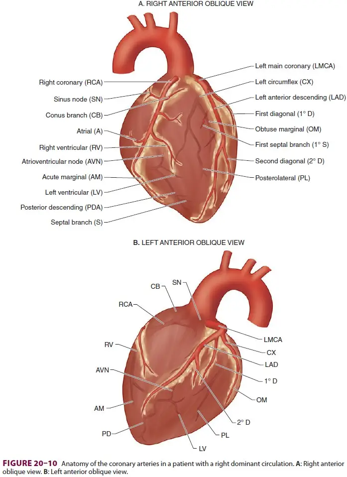 Anatomy Of the coronary circulation