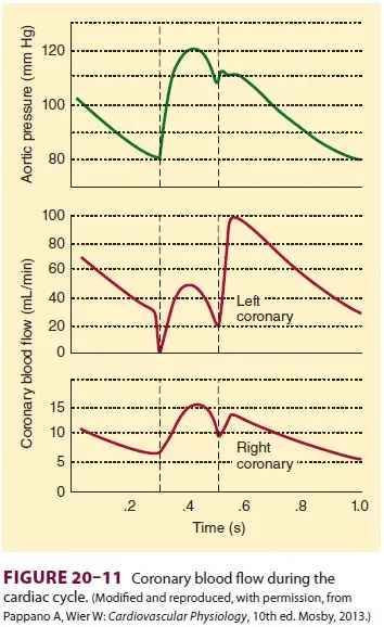 Determinants of Coronary Perfusion