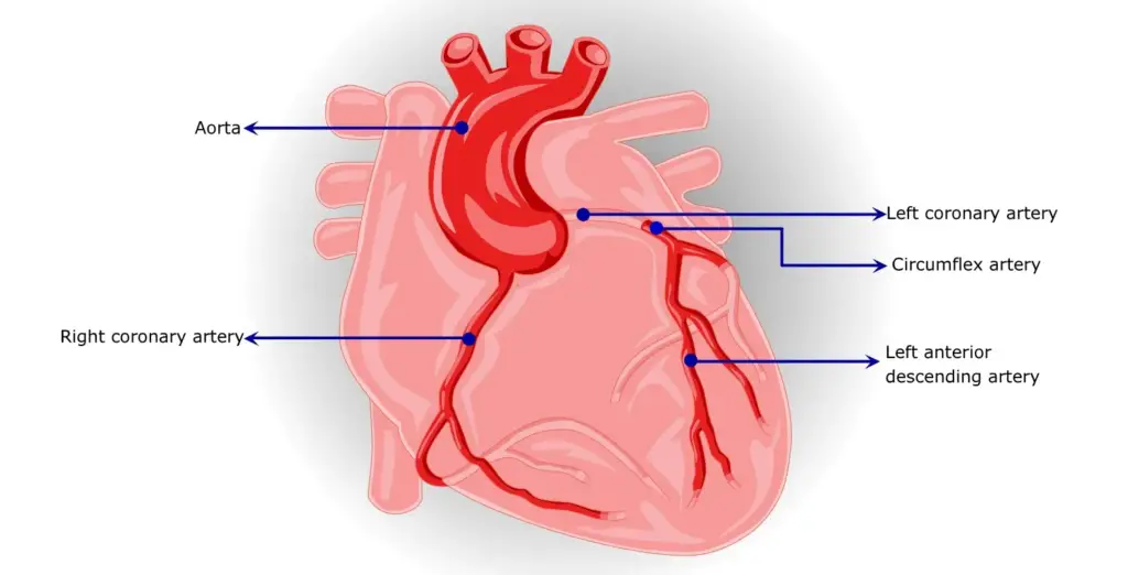 Coronary circulation
