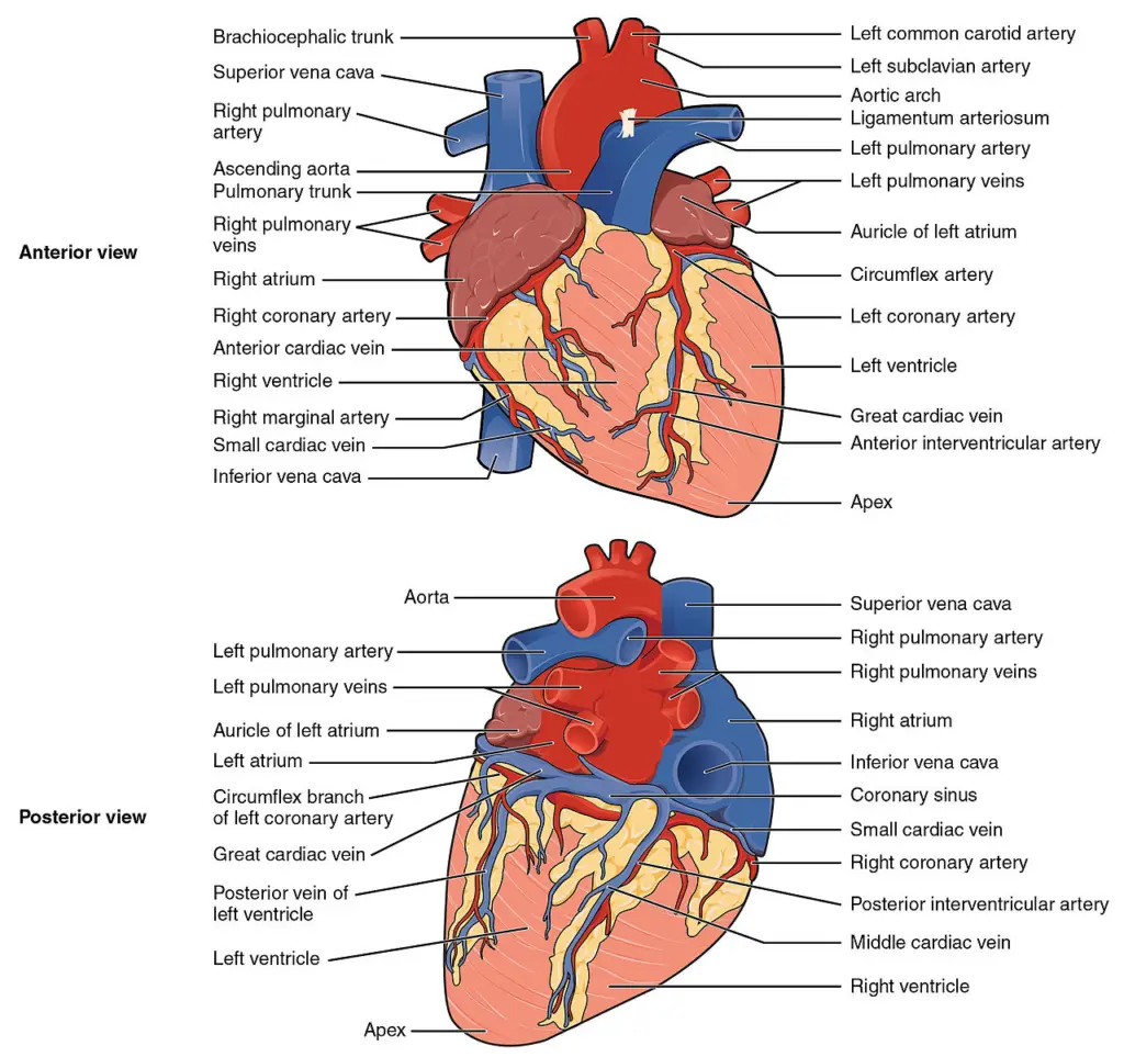 Blood vessels of the coronary circulation of the human heart viewed from the front and from behind