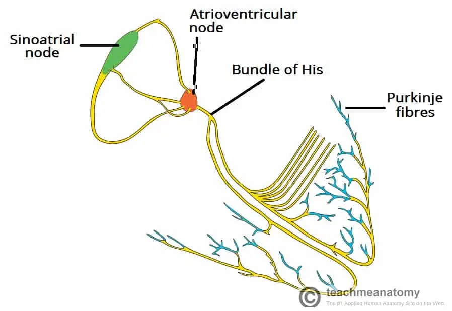 Overview of the individual components of the heart conduction pathway

