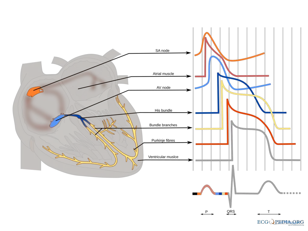 Different wave shapes generated by different parts of the heart's action potential

