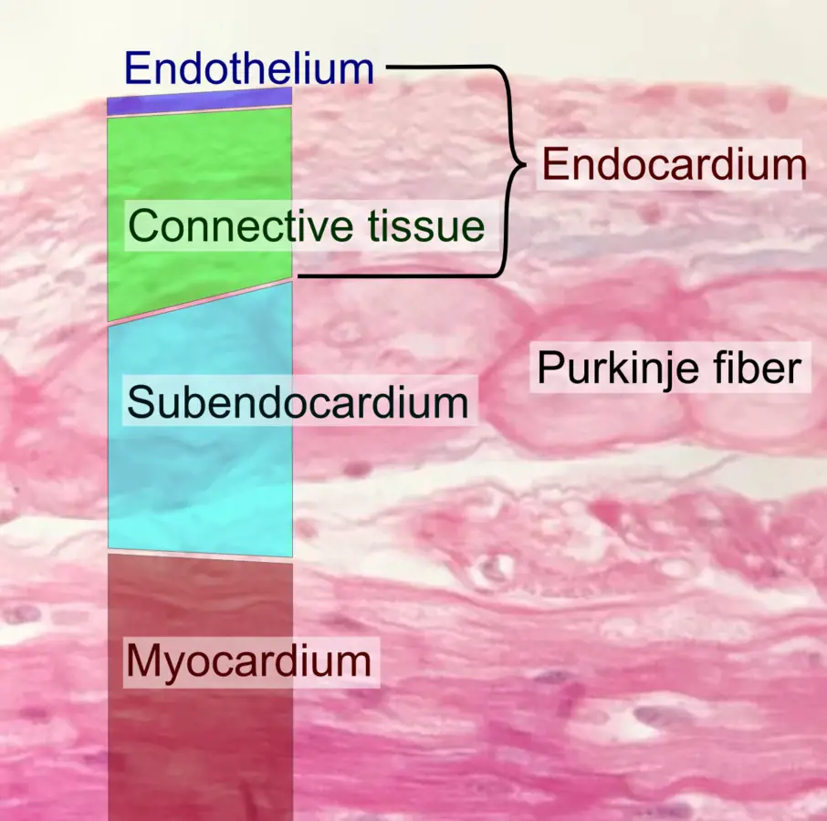 Myocardium and endocardium. 