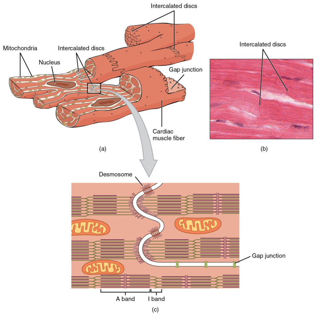 Cardiac muscle structure. (a) Cardiac muscle cells. (b) Cardiac muscle cells showing the nuclei and intercalated discs. (c) Desmosomes and gap junctions. 