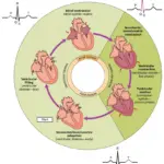 Cardiac Cycle Phases Diagram