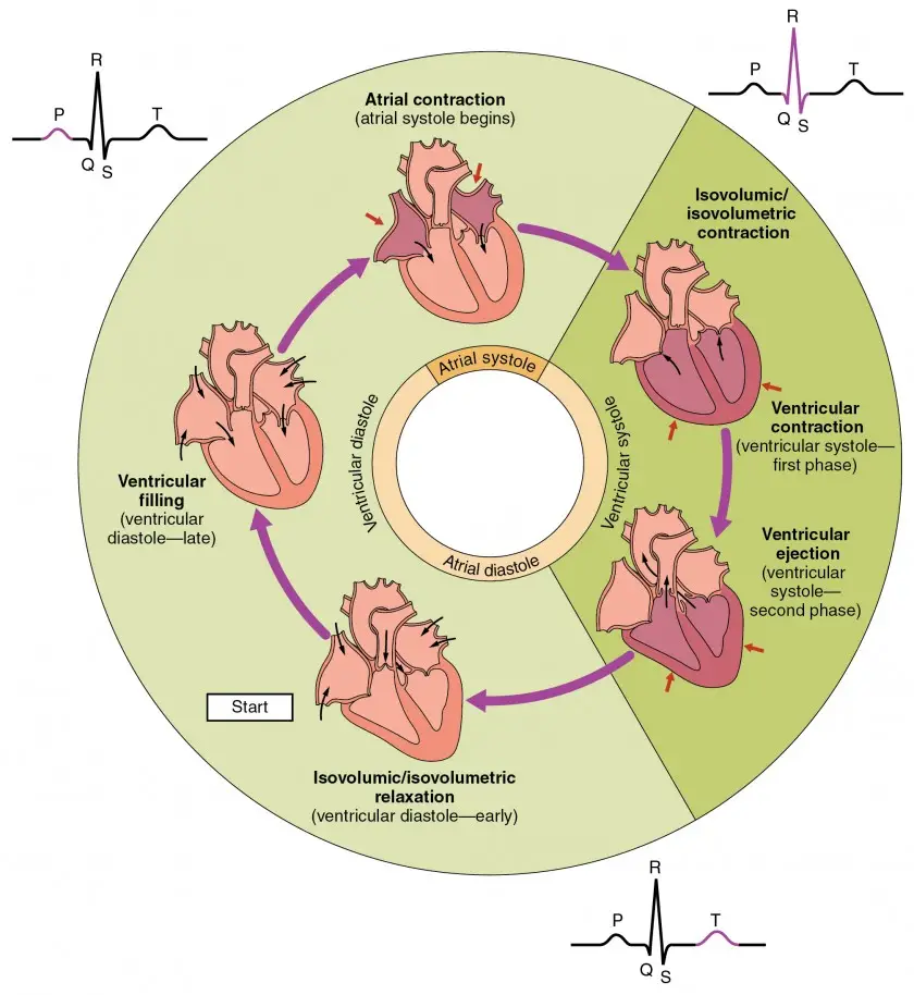 Cardiac Cycle Phases Diagram