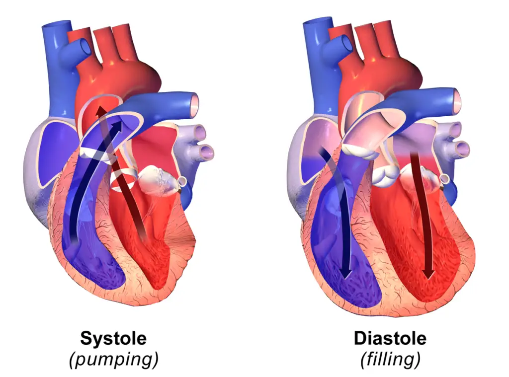 Diastole and systole in the cardiac cycle