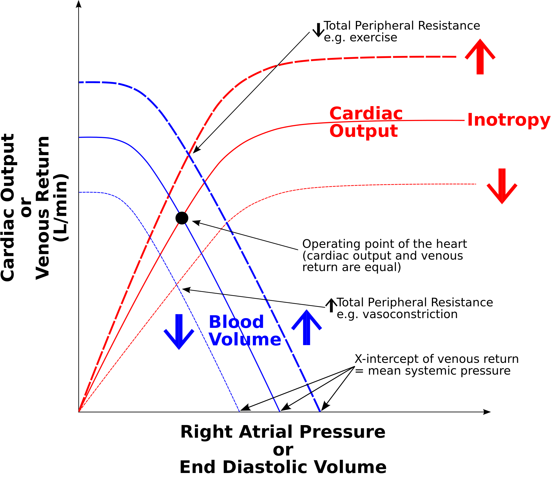 Cardiac function curve. In diagrams illustrating the Frank–Starling law of the heart