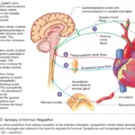 Extrinsic Regulation of the Heart