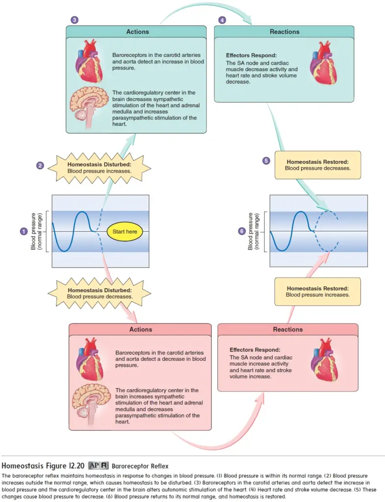 Chemical Regulation: Chemoreceptor Reflex