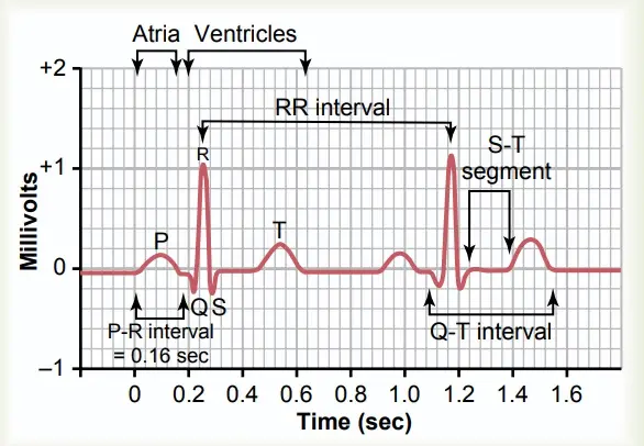 The normal electrocardiogram