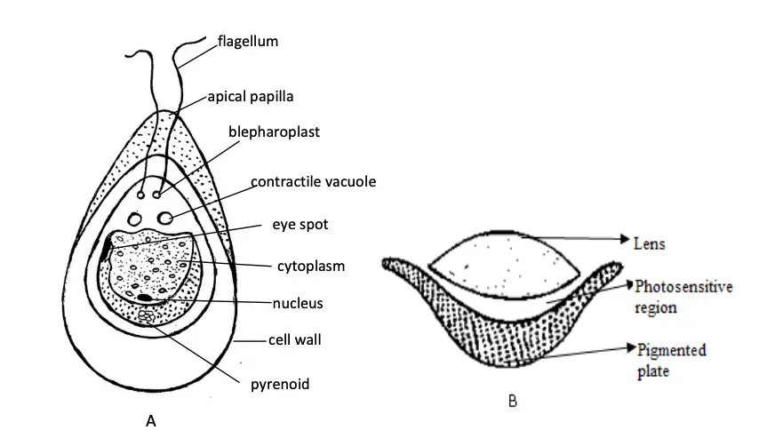 Thallus organization of Chlamydomonas, A. Cell structure, B. Structure of eye spot