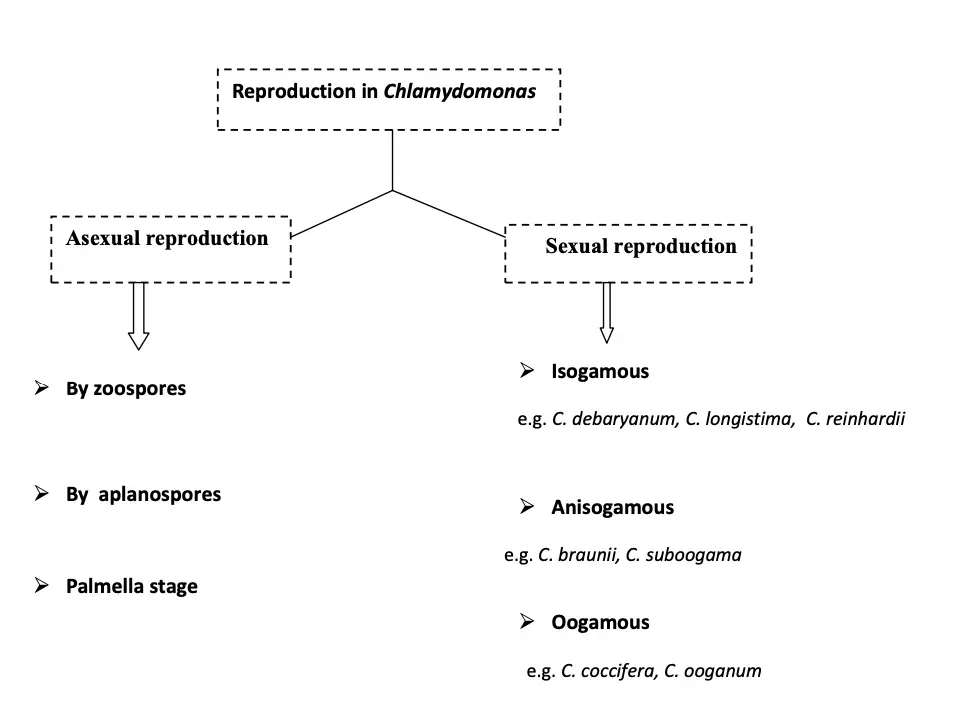 Mode of Reproduction in Chlamydomonas