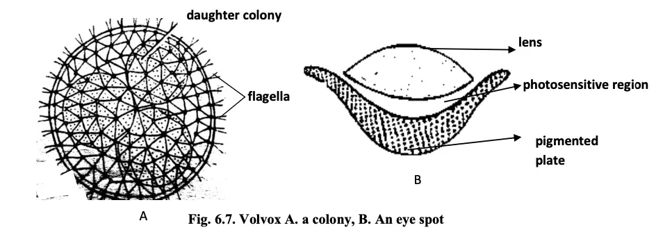 Volvox