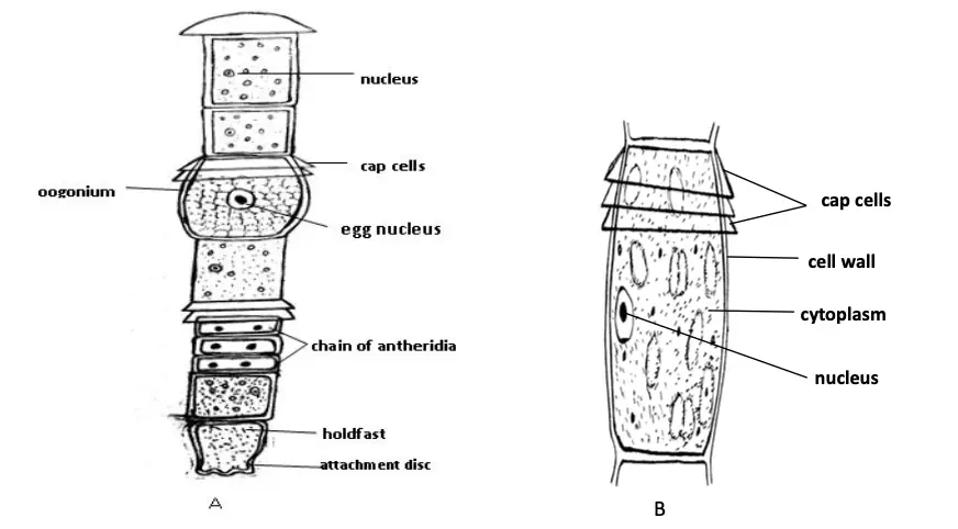 Oedogonium