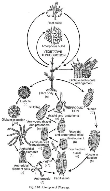 Life Cycle of Chara