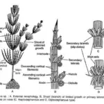 Structure of Charophyta