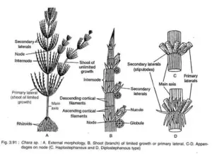 Charophyta - General Characteristics, Occurrence, Morphology, Cell ...