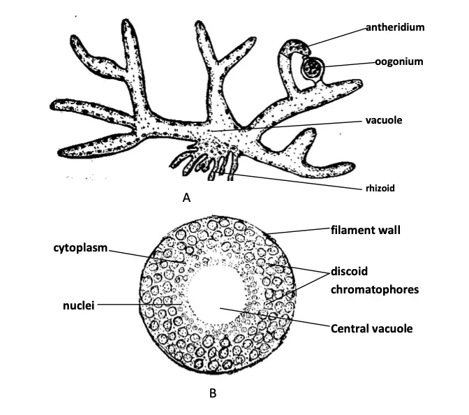 Structure of Vaucheria