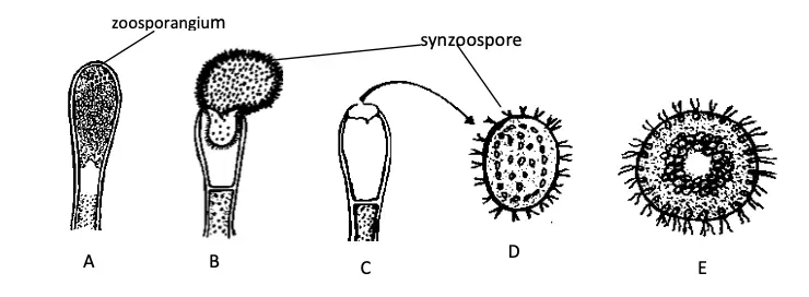 Vaucheria, Asexual reproduction: Development of Zoospore A-Zoosporangium, B- C. Liberation of zoospore, D- Synzoospore, E- T.S. of synzoospore
