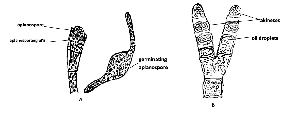 Vaucheria, Asexual reproduction: A. aplanospore, B Akinetes