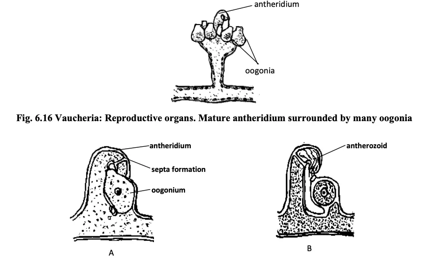 Vaucheria, Sexual reproduction and germination of zygote