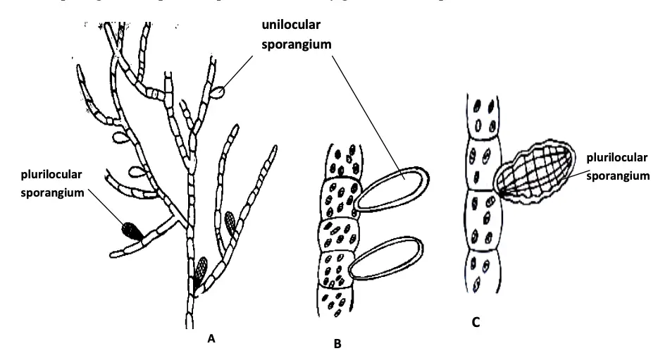 Ectocarpus; A- Thallus organization, B- Unilocular sporangium and C- Plurilocular sporangium