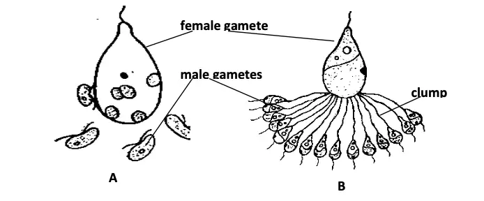 Ectocarpus; Sexual reproduction