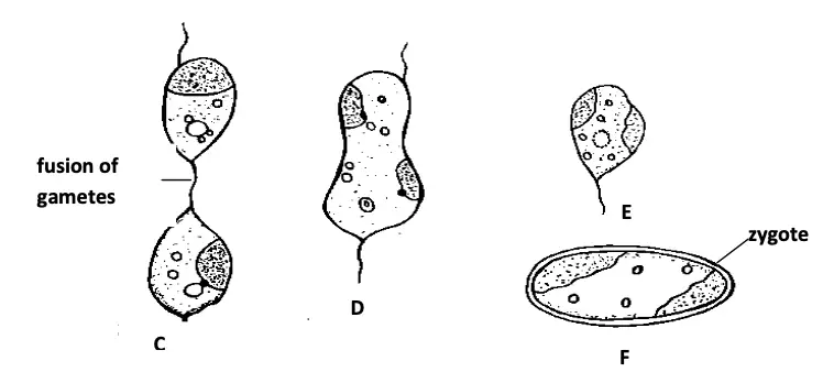 Ectocarpus; Sexual reproduction