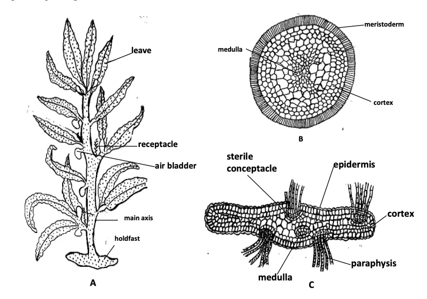 Sargassum: A- Thallus, B- Transverse section (T.S.) of main axis, C- Vertical section (V.S.) of leaf.