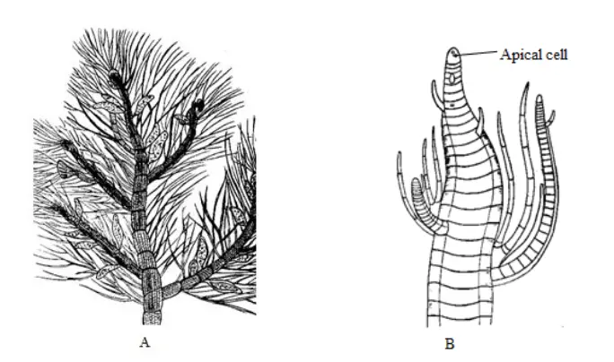 Polysiphonia; A: Thallus organization, B: A portion of aerial axis