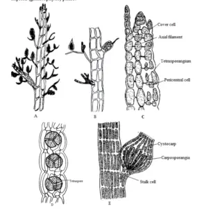 Rhodophyceae (Red Algae) - General characteristics, Occurrence, Range ...