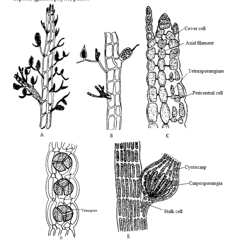 Polysiphonia; A. male gametophyte, B. female gametophyte, C. section through apex of tetrasporophyte. D. tetraspores, E. mature carposporophyte (cystocarp)
