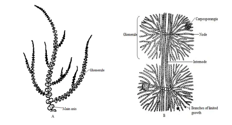 Batrachospermum; A. Thallus organization. B An enlarge view of glomerule