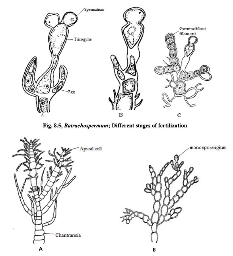 Batrachospermum; A. Juvenile stage (Chantransia stage), B. Monosporangium