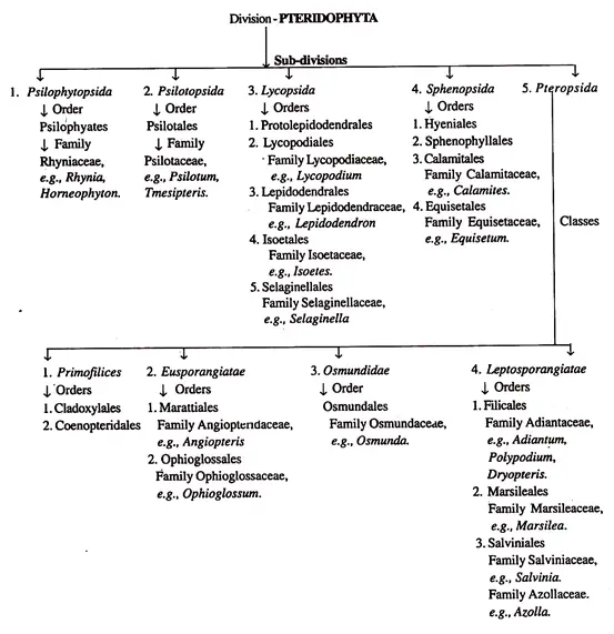 Classification of Pteridophytes