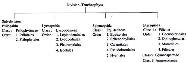 Classification of Pteridophytes