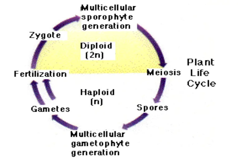 Alternation of Generation in pteridophytes