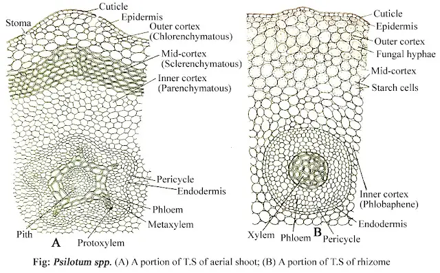 Anatomy of Psilotum